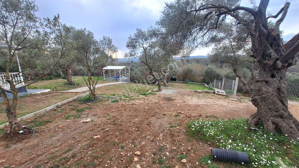 Torbalı Dirmilde 706 M² Satılık Zeytinlik Ve 2+1 Ev