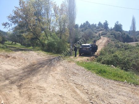 Armutlu Vadideki Zeytinli Bağ