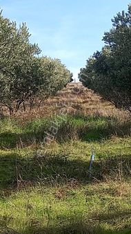 Manisa / Salihli Özçelik Emlaktan Satılık Zeytinlik