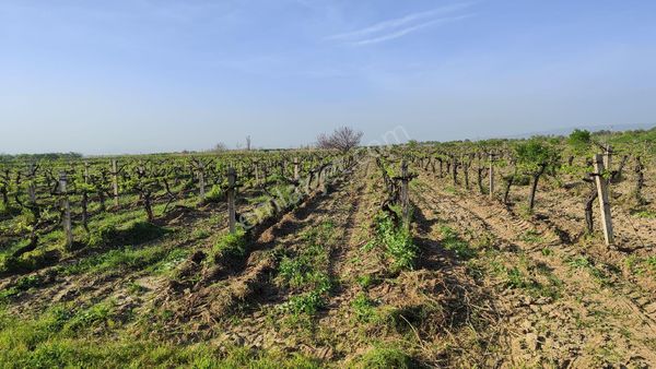 Süper 17 Dönüm Üzüm Bağı Ve Kayısı Tarlası