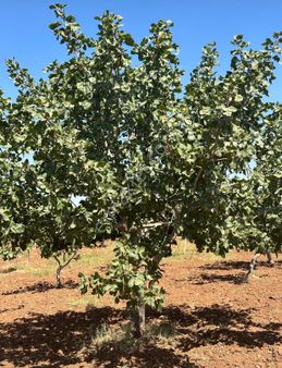 Kılıç Group Gayrimenkul Mehmet Kılıç’tan Satılık Fıstıklık