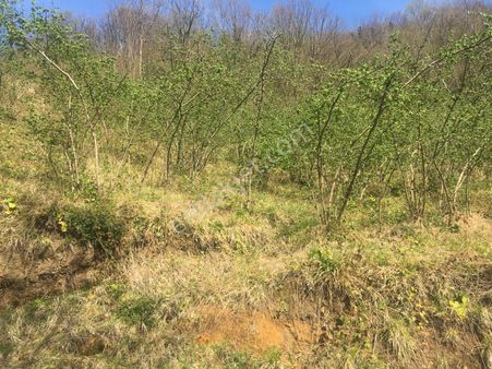 Satılık Fındıklık Ve Arazi