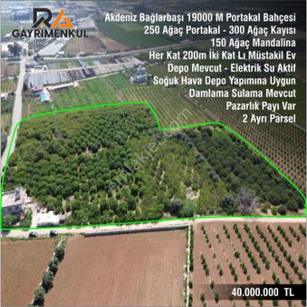 Akdeniz Mahallesi Bağlarbaşı 19.000 M2 Satılık Portakal Bahçesi