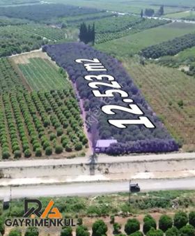 Akdeniz Nacarlı Da Satılık Mandalina Bahçesi