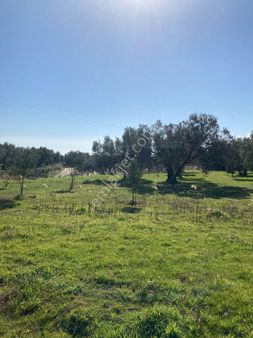 Satılık Yatırımlar Zeytinlik İmara Çok Yakın Elektrik Dibinde