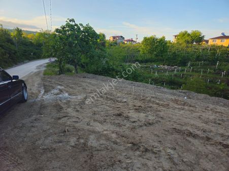 Efirlide Asfalt Yola Cepheli Satılık Fındık Bahçesi