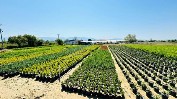 Bayındır Merkez'e 10 Dakika Uzaklıkta Satılık Tarla