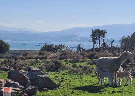 Çandarlı Yaylayurt Köyü Bölgesinde Satılık Kooperatif Hissesi