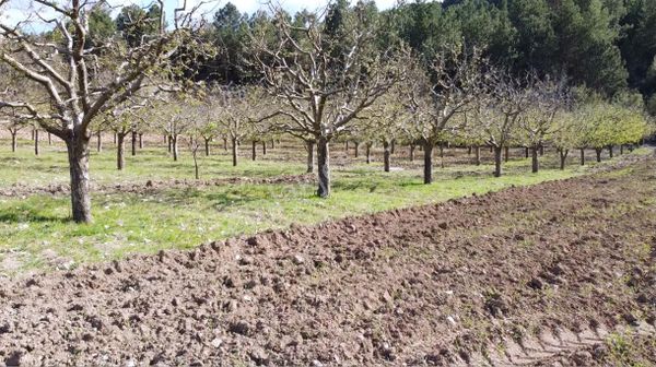 Pamukkale-akdere Mahallesinde Temiz Suyu Olan Satılık Tarla
