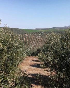 Bandırma Misakça'da Kadastro Yoluna Cephe 2.000 M² Zeytin Bağımız Satışa Sunulmuştur