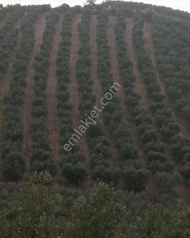 Bandırma Misakça'da 2.100m² Zeytin Bağımız Yeni Sahibini Bekliyor