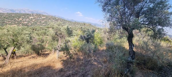 Milas Bafa Yol Kenari Zeytinlik