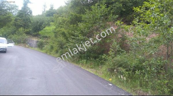 Tek Tapt 9078 M2 Cay Ve Fındıklık