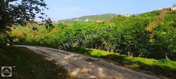 Yavuz Gayrimenkul'den Satılık Müstakil Tapulu Fındık Bahçesi