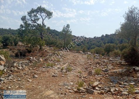 Didimde Satılık Serçinlide 20 Dönüm Bafa Gölü Manzaralı Zeytinlik Satılıktır...