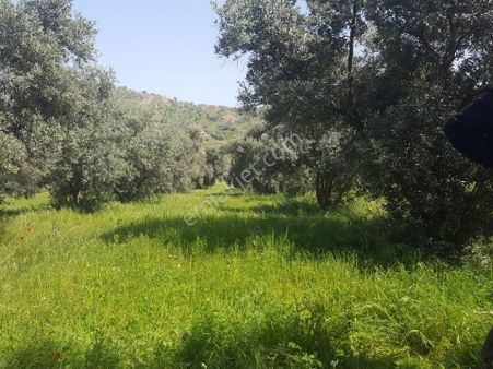 Yasin Emlaktan Aydın/efeler/ Kuyucular Mahallesi - İçerisnde Zeytinlik