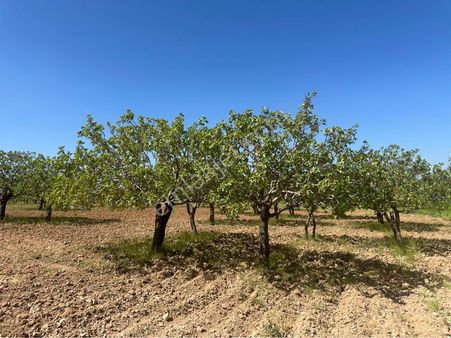 Kılıç Group Gayrimenkul Mehmet Kılıç’dan Satılık