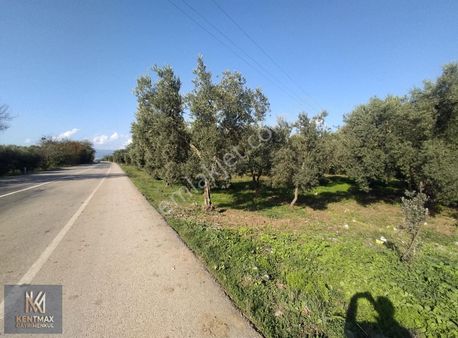 Kentmax Gayrimenkul'den Satılık Asfalt Cepheli Zeytinlik