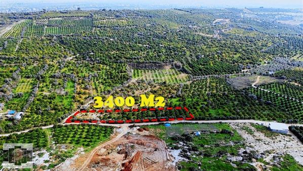 Erdemli Çiftepınarı 3400 M2 Satılık Limon Bahçesi