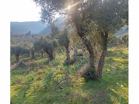 Muğla , Milas , Pınarcık'ta , Bafa Gölü'ne Yakın 4.861,63 M2 Bakımlı Zeytinlik