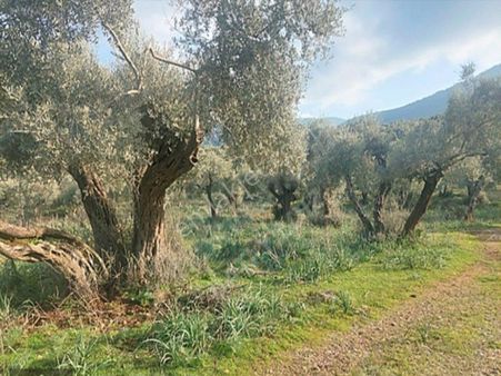 Muğla , Milas , Pınarcık'ta , Bafa Gölü'ne Yakın 16.634 M2 Bakımlı Zeytinlik