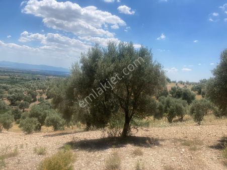 Buca Kaynaklar Karacaağaç Köyünde 5 Dönüm Üzeri Zeytinlik