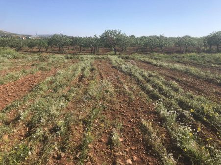 Kuruluş Gayrimenkulden Son Yılların Cazibesi Olan Akziyaret Köyünde Satılık Tarla