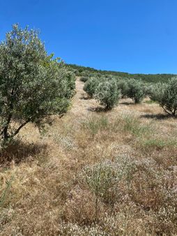 İzmir Torbalı Gold Emlaktan Salihlide Satılık Zeytinlik