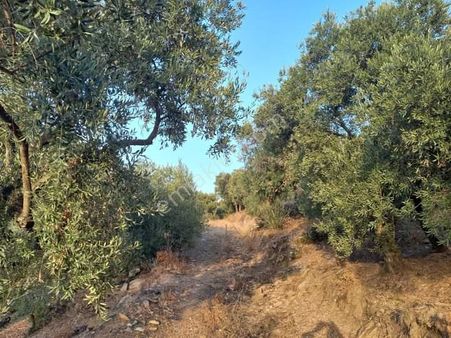 Acill İzmir Tire Akcaşehir Köyünde Verimli 10 Dönüm Zeytinlik