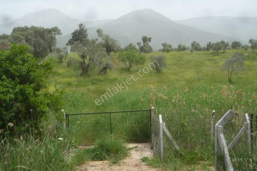 İzmir Torbalı Gold Emlaktan Satılık Harika Zeytinli Tarla