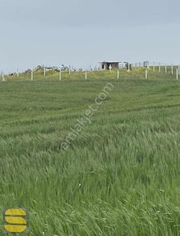 İstanbul Silivri Değirmenköy Satılık 4860m2 Tek Tapu Tarla