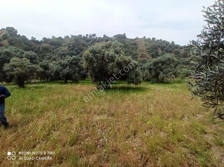 Tamamı Düz Zeytinlik