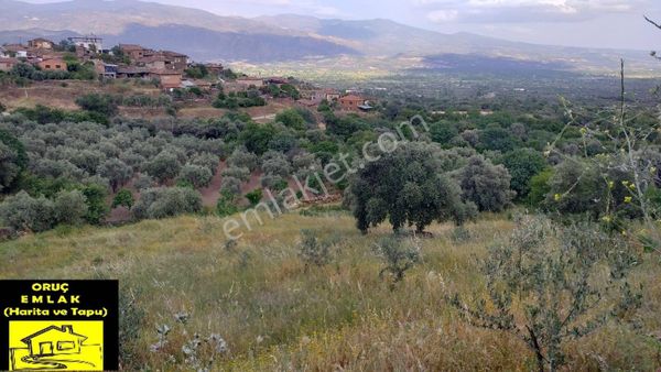 Bozdoğan-pınarlı Mah. Satılık (7.300m²) Zeytinlik