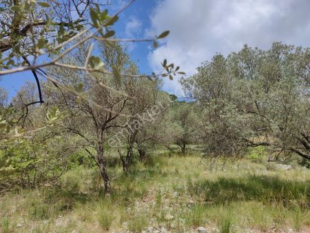 Şok Fiyat 41 Dönüm Zeytinlik 280 Metresi Yola Cephe 600 Adetten Fazla Zeytin Ağacı Bulunmakta