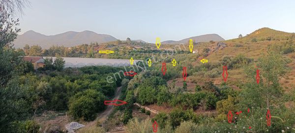 Kumluca Erentepe De Satılık Tarla Ve Zeytinlik Bahçesi(dönüm Fiyatı)