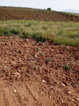 Man Salihli Satboş Tarla