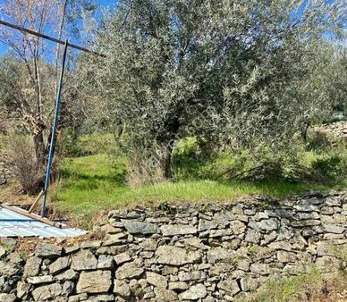 Ç.kale/yenice Umurlar Köyü 17.5 Dönüm 600 Çam Fıstığı Olan Hafif Yamaç Tarla