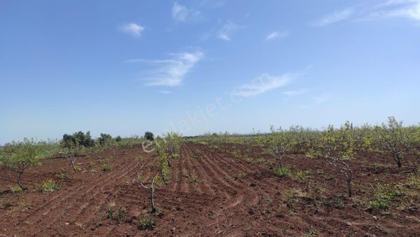 Acil Emlaktan ‘tan Küçükalanlı’da Tarla