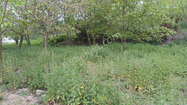 Kocaeli Karamürsel Kızderbent Mahallesi Satılık 233 M2 Hobi Bahçesi