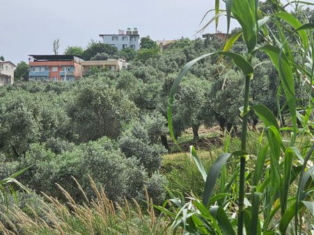 Seo Söke Emlak Ofısınden Savuca Mahallesınde Satılık Zeytınlık