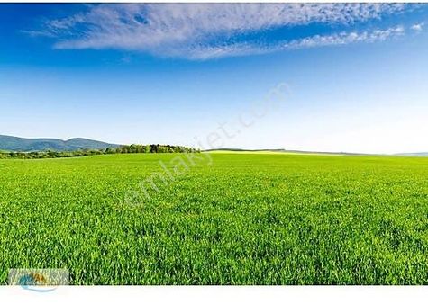 Bursa Gürsü Dışkayada Satılık 3280 M2 Arazi