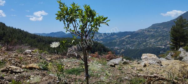 Gazipaşa Çamlıca Mahallesinde 34 Dönüm Tek Tapu Badem Bahçesi Dönüm Fiyat 180 Bin
