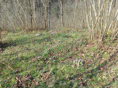 Ordu Perşembe Medrese Önü İmarlı Arsa 1150 M2 Tek Tapu