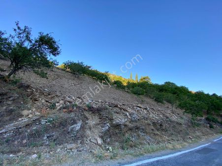 Tire Satılık Cevizlik Dağdere Köyü 5500 M2 Tek Tapu Asfalt Yol Kenarı