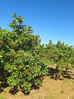 Akziyaret Emlak Tan Satılık Fıstık
