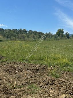 Beyaz Gayrımenkulden Karaoglanlı 13 Dönüm Fırsat Tarla