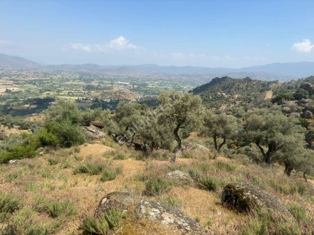 Karpuzlu Satılık Zeytinlikler