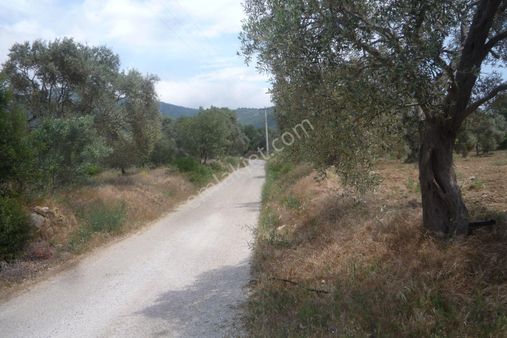 İzmir Torbalı Gold Emlaktan Karakızlarda Satılık Zeytinlik