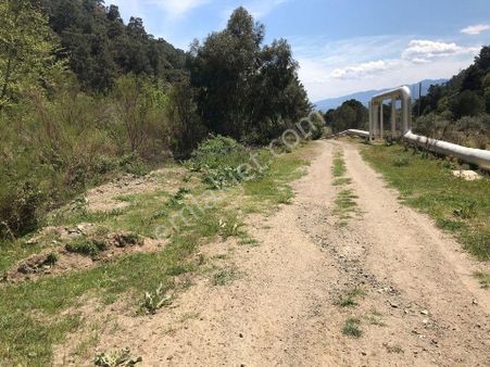 Kuyucak Yöre Mah Satılık Zeytinlik