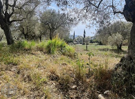 İzmir Selçuk Gökçe Alan Köyünde Zeytinlik 4380 M2 Müstakil Tapu